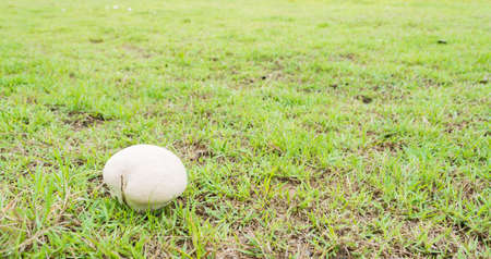 image of Mushrooms Growing in Grass .の写真素材