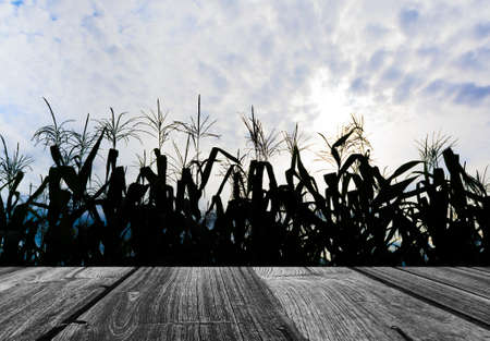 Sillhouette shot of corn field and sky in background.