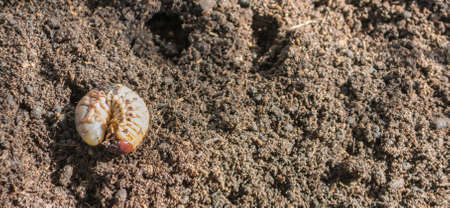 image of rhinoceros beetle larva on the ground.の写真素材