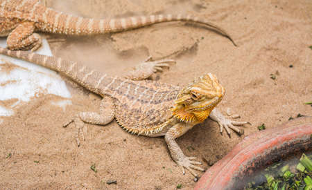 image of Bearded Dragon (Pogona vitticeps) on sandの写真素材