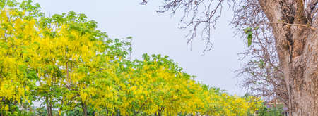image of Golden Shower flower(Cassia fistula) in Chiang mai Thailand for background usage.の写真素材