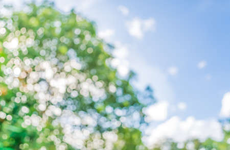 blur image of Abstract Bokeh of tree green color background .の写真素材