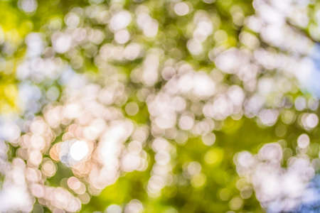 blur image of Abstract Bokeh of tree green color background .の写真素材