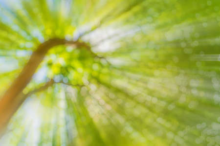 blur image of Abstract Bokeh of tree green color background .の写真素材