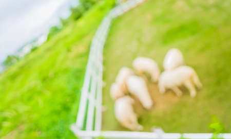 image of blur herd of sheep on green field for backgrond usage .の写真素材