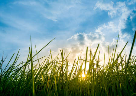 silhouette shot image of Grass and sky in shiny day.
