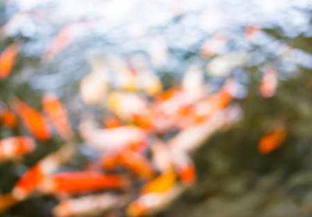 blur image of carp in the pond for background usage.の写真素材