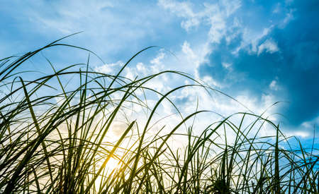 silhouette shot image of Grass and sky in shiny day.の写真素材