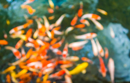 blur image of carp in the pond for background usage.の写真素材