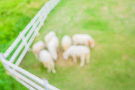 image of blur herd of sheep on green field for backgrond usage .の写真素材
