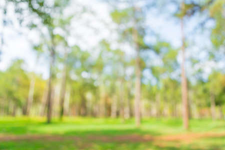 blur image of pine tree forest on day time for background usage.の写真素材
