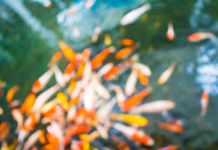 blur image of carp in the pond for background usage.の写真素材