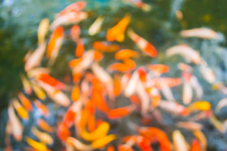 blur image of carp in the pond for background usage.の写真素材