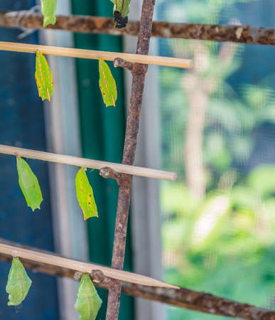 image of  Butterfly Pupa hang on wooden stick.の写真素材