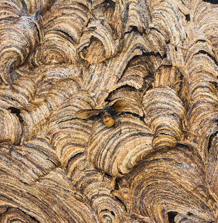 close up shot of wasp beetle nest texture for background usage .の写真素材