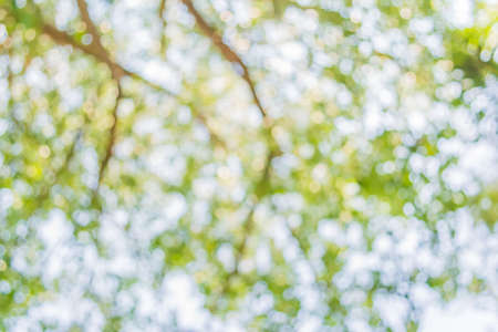 blur image of Abstract Bokeh of tree green color background.の写真素材