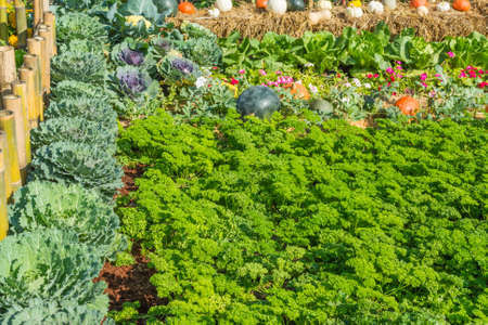 image of organic vegetables and green plants.の写真素材