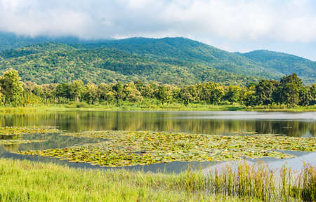 image of lotus in pond and mountain in background.の写真素材
