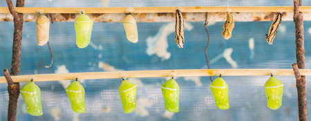 image of  Butterfly Pupa hang on wooden stick.の写真素材