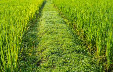 image of green rice field on day time.の写真素材