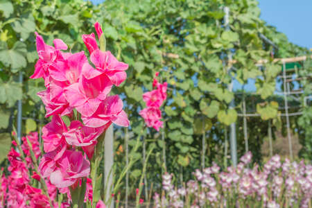image of  pink gladiolus flower in the garden.の写真素材