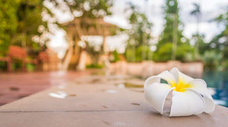 image of white Frangipani flower on the swimming pool border.の写真素材