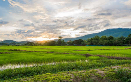 image of rice field on sunset time .の写真素材