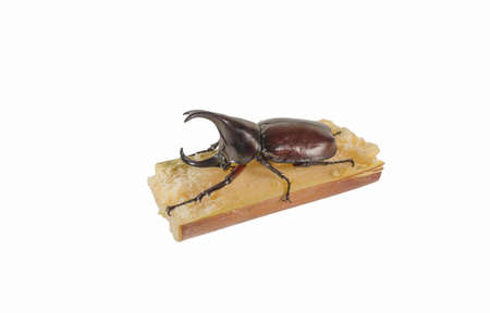 image of rhinocerous and sugar cane isolated on white background.
