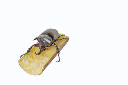 image of Male Rhinoceros Beetle on sugar cane isolated on white background.