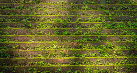 image of old mossy wall in day time for background usage.
