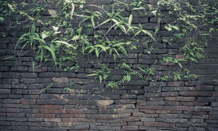 vintage tone image of old mossy wall in day time for background usage.