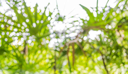 blur image of Abstract Bokeh of tree green color background .の写真素材