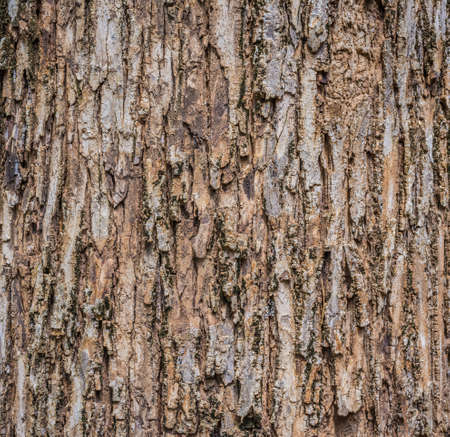 Close up shot of brown tree bark for background texture.