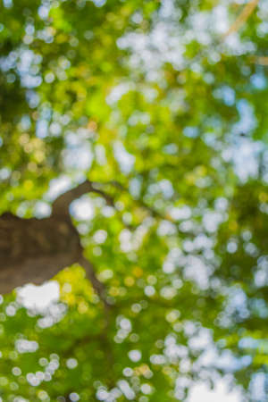blur image of Abstract Bokeh of tree green color background .(vertical)の写真素材