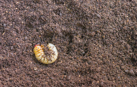 image of rhinoceros beetle larva on the ground .の写真素材