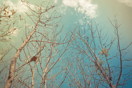 vintage tone image of teak forest on daytime for background.の写真素材