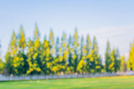 blur image of pine tree row on day time for background usage.の写真素材