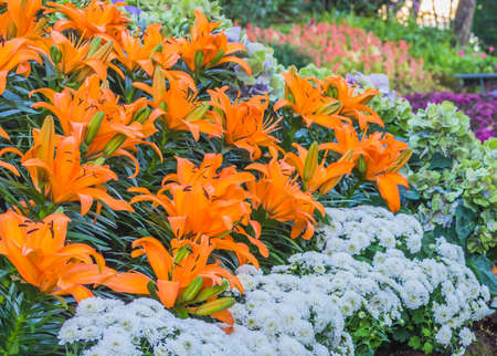 image of colorful lilly flower in the garden on day time for background.の写真素材