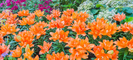 image of orange lilly flower in the garden on day time for background.の写真素材