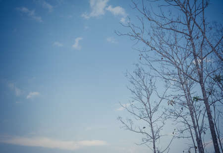 vintage tone image of teak forest on daytime for background.の写真素材