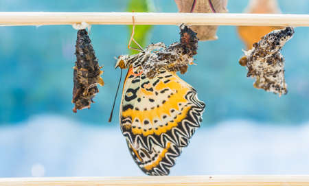 image of Butterfly Pupa hang on wooden stick.の写真素材