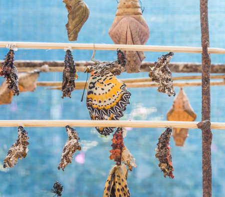 image of Butterfly Pupa hang on wooden stick.の写真素材