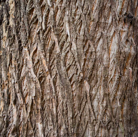 Close up shot of brown tree bark for background texture.