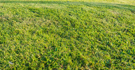 image of grass field texture with on morning time for background usage.の写真素材