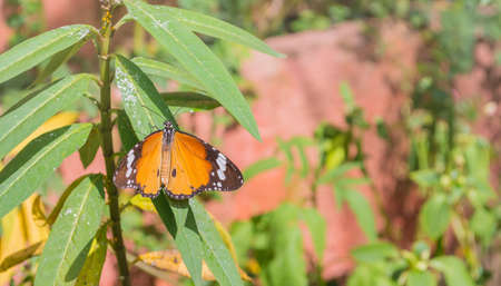 image of butterfly on plant leaf in the garden day time .