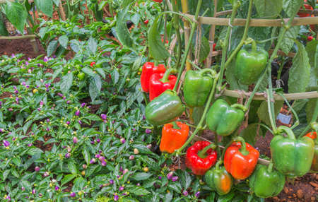 image of colorful peppers growing on farmland .の写真素材