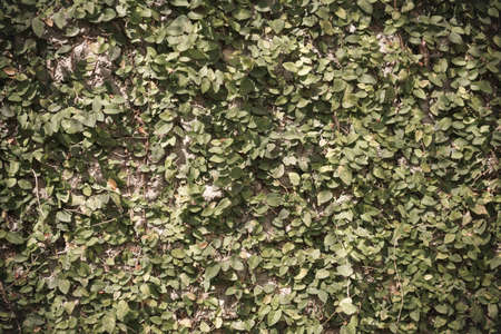 vintage tone image of Leaf wall for background usage.
