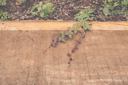 vintage tone image of plant leaf on the dirty road .の写真素材