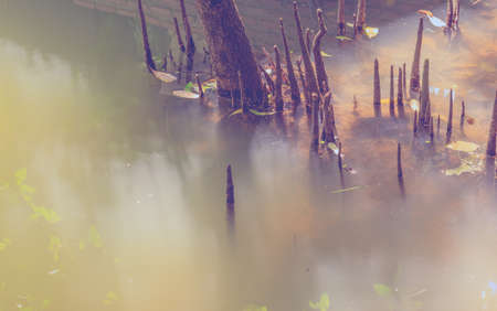 Image of  mangrove forest on day time .の写真素材