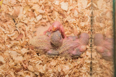 image of baby lovebird in the nestの写真素材